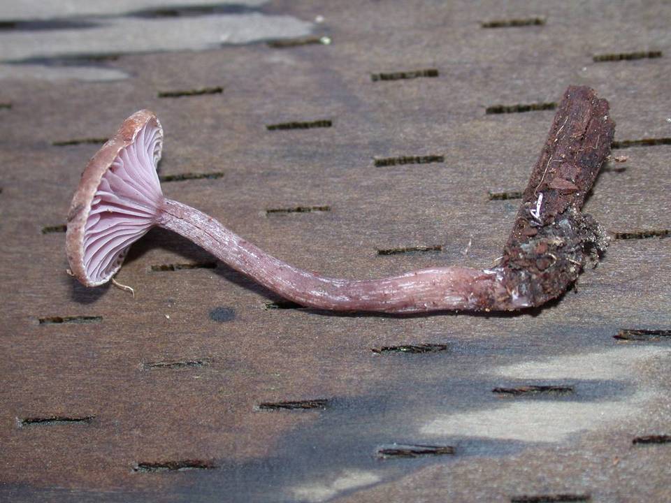 Pseudoomphalina angelesiana image
