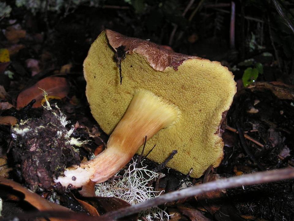 Boletus amyloideus image