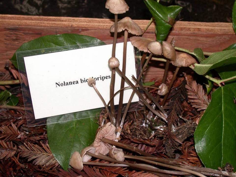 Entoloma bicoloripes image