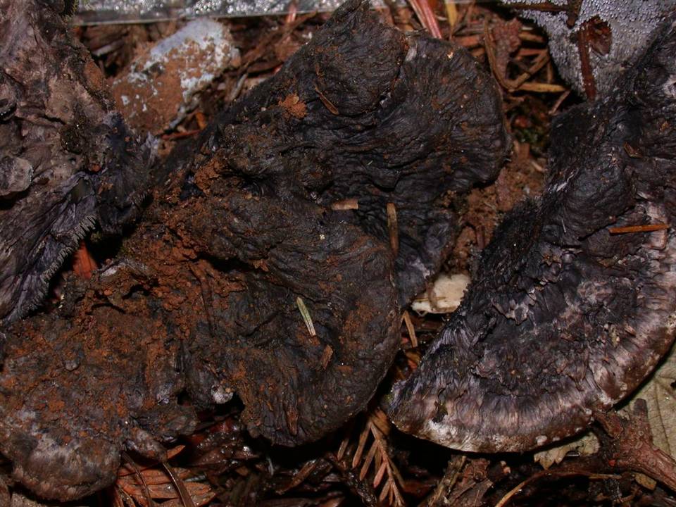 Hydnellum cyanopodium image