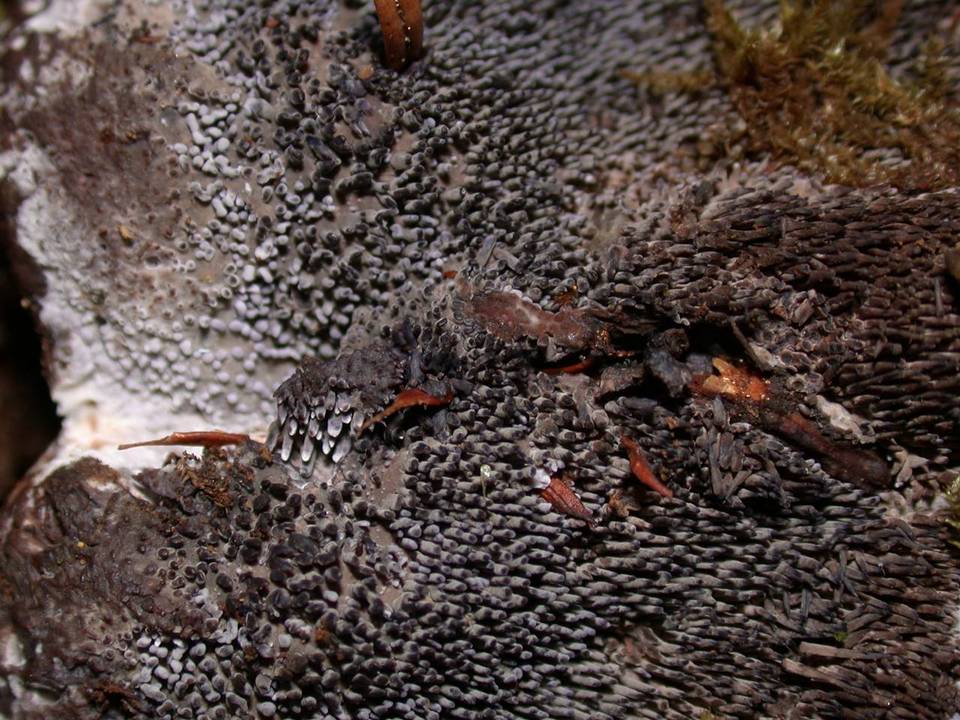 Hydnellum cyanopodium image