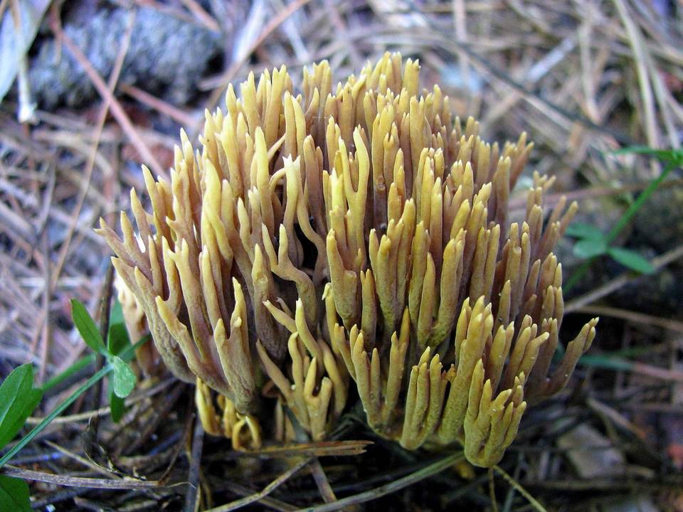 Ramaria flaccida image