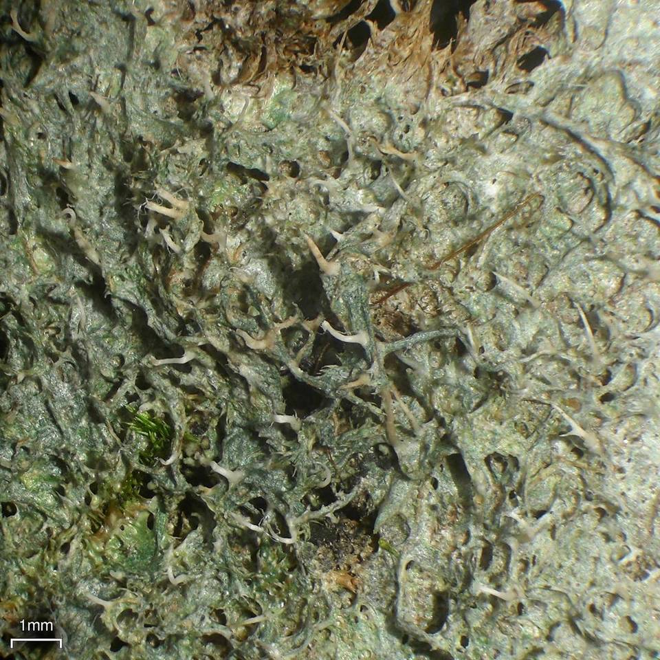 Gomphillus americanus image