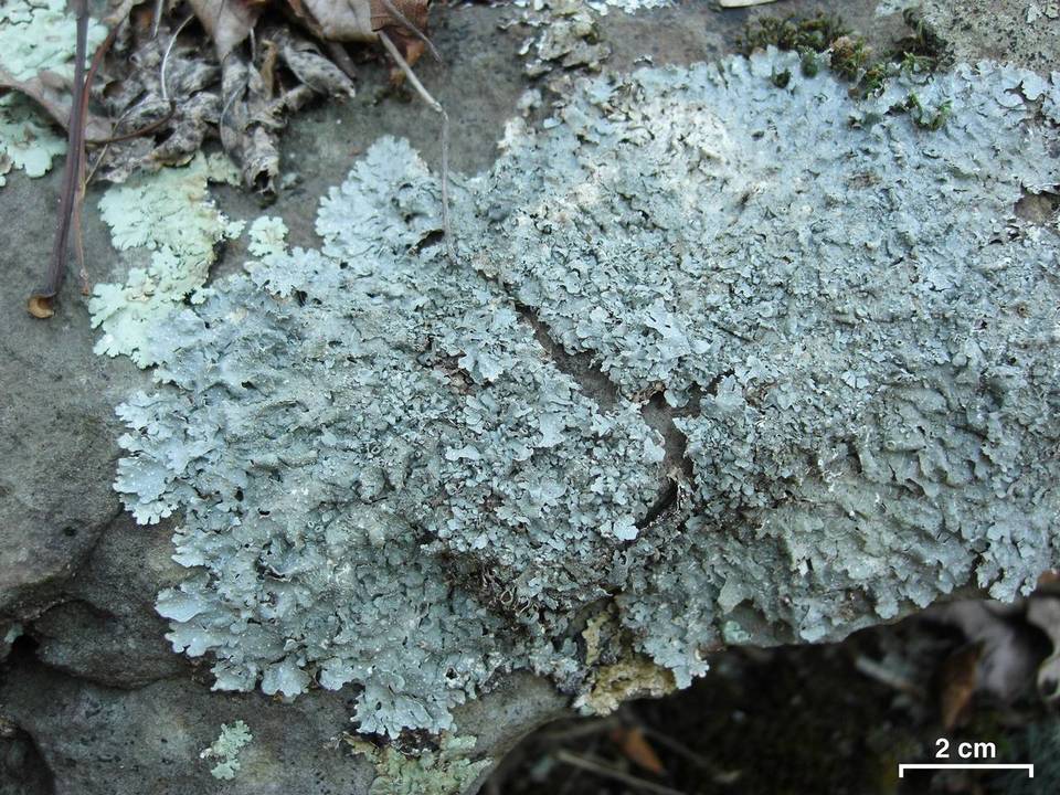 Punctelia graminicola image