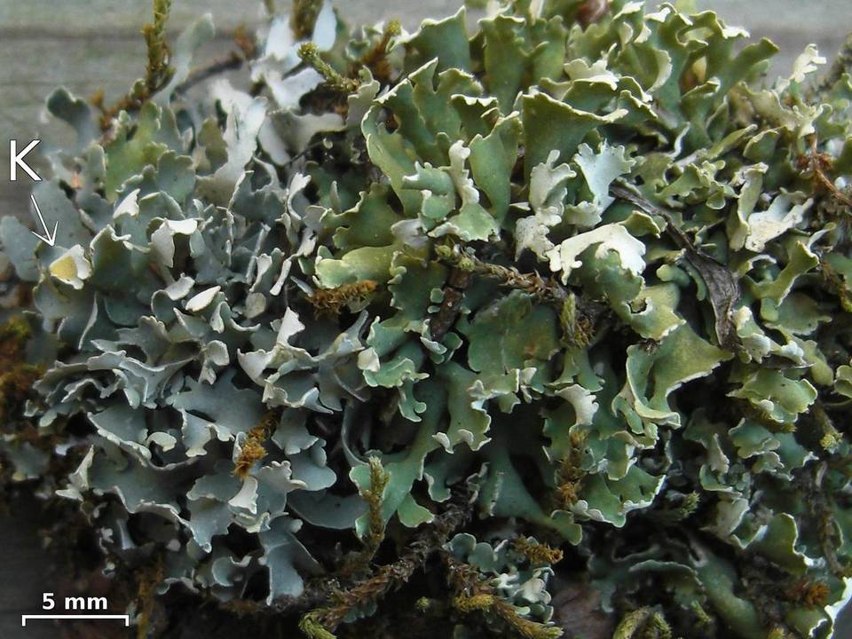 Cladonia robbinsii image
