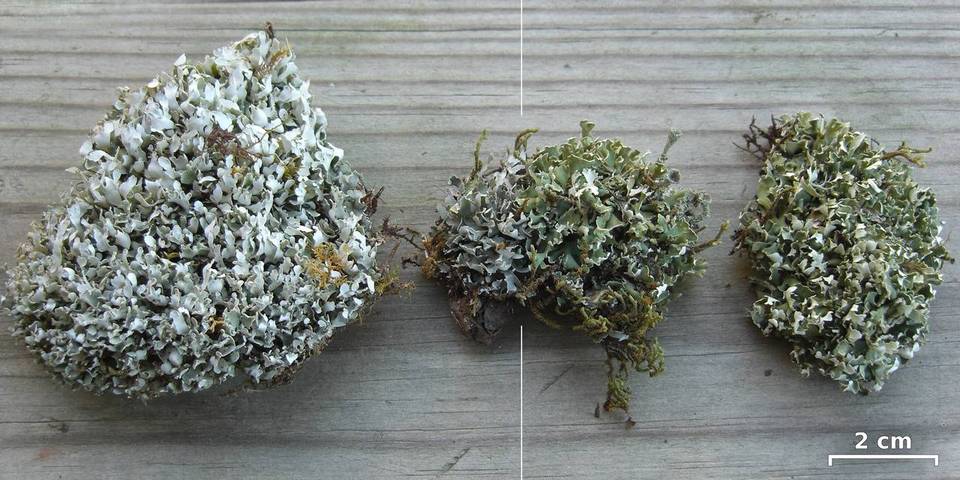 Cladonia robbinsii image