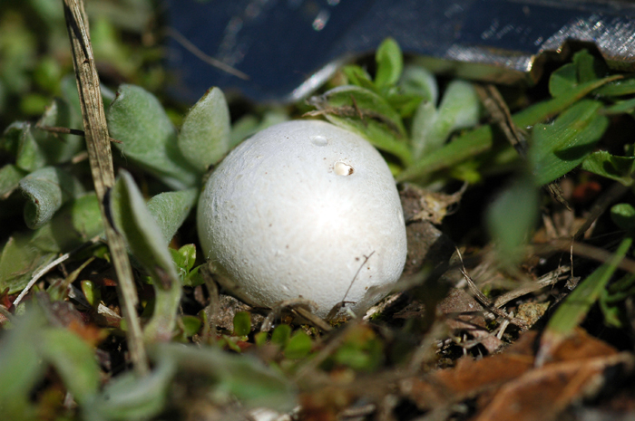 Lycoperdon dermoxanthum image