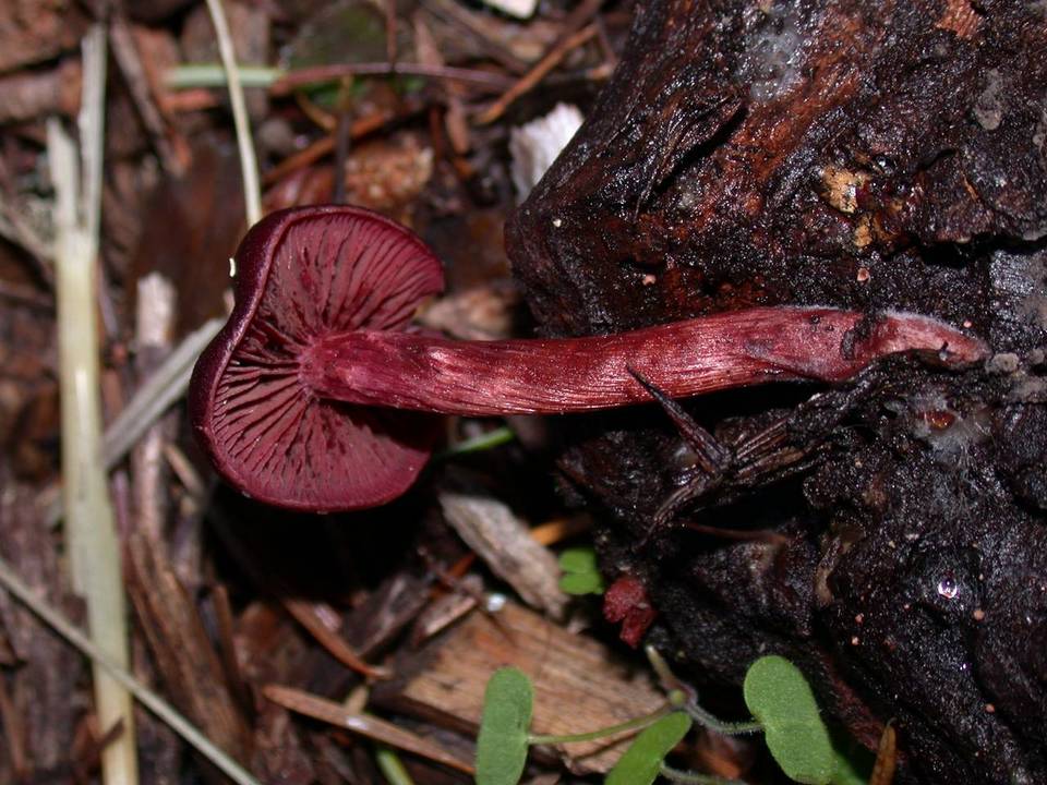 Tubaria vinicolor image