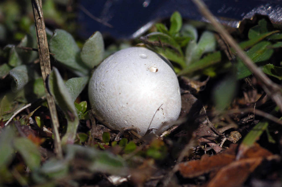 Lycoperdon dermoxanthum image