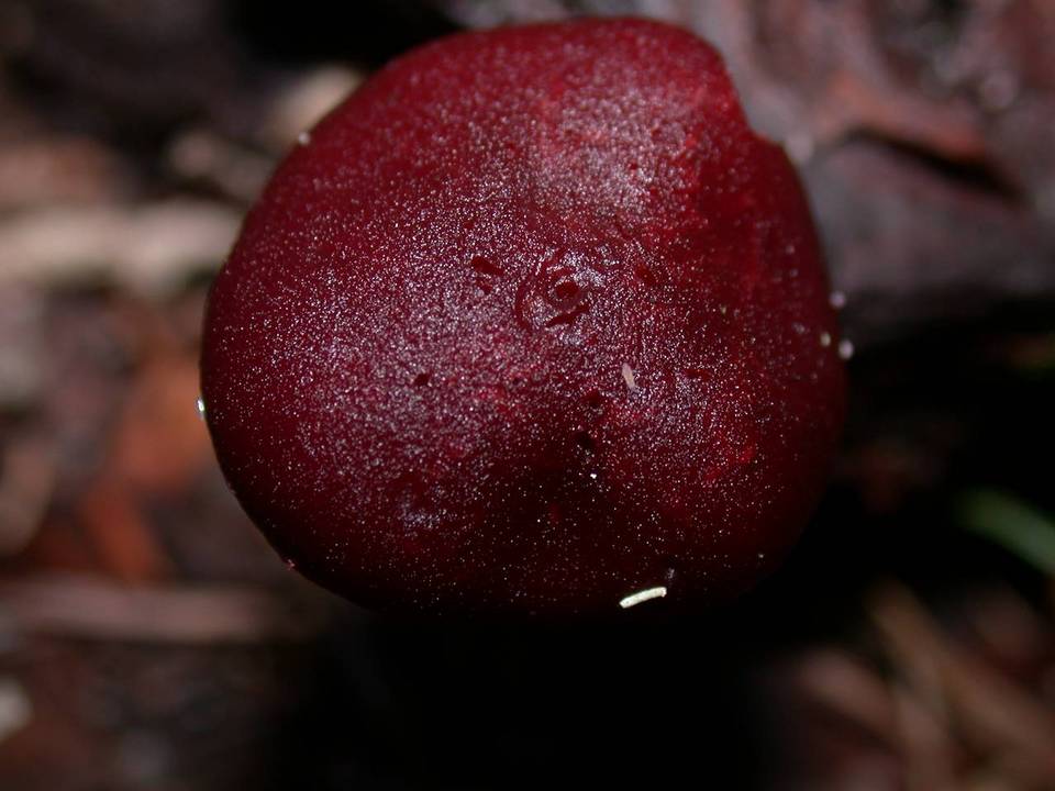 Tubaria vinicolor image