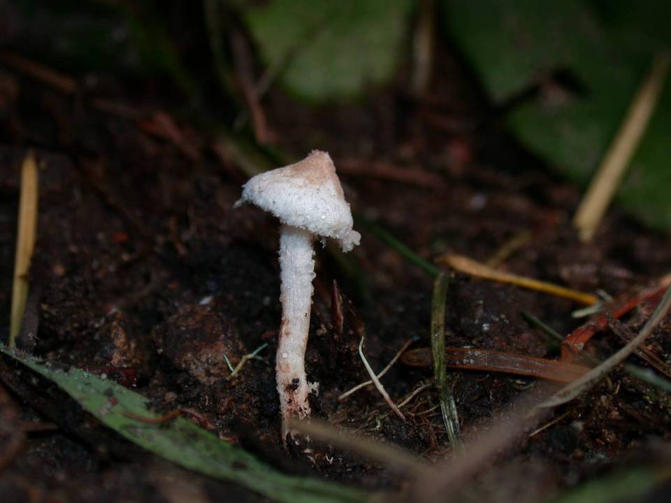 Cystolepiota petasiformis image