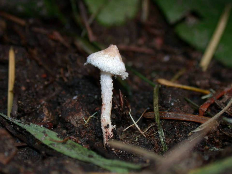 Cystolepiota petasiformis image
