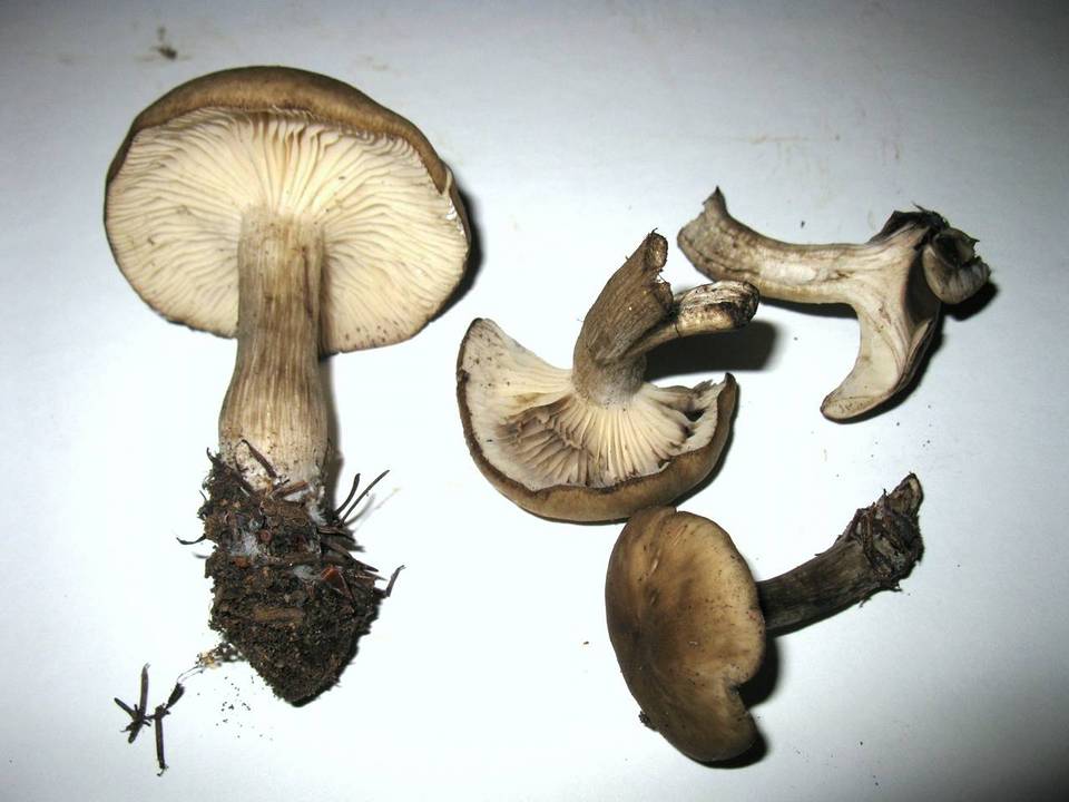 Lyophyllum deliberatum image