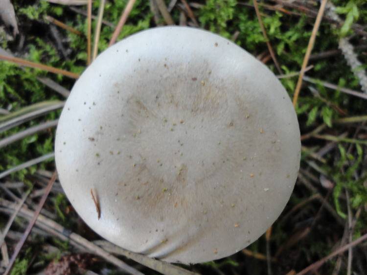 Clitocybe aeruginosa image