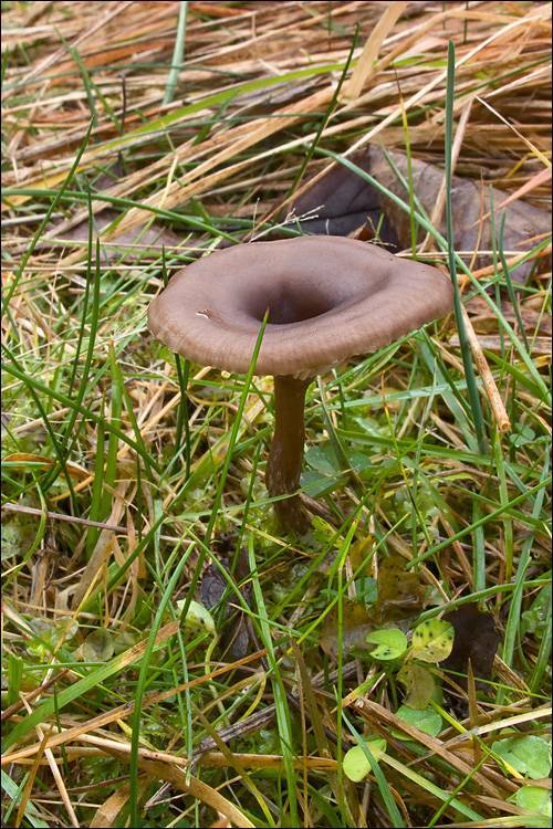 Pseudoclitocybe expallens image