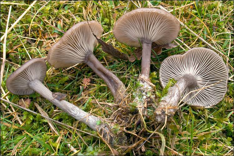 Pseudoclitocybe expallens image