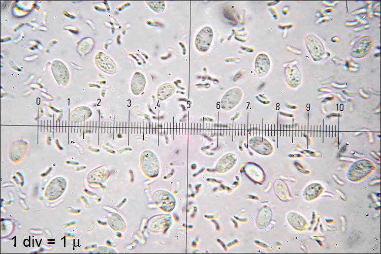 Pseudoclitocybe expallens image