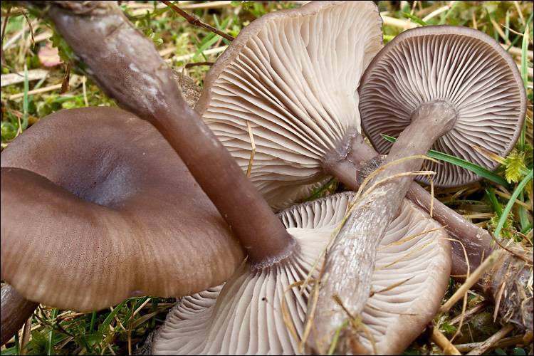 Pseudoclitocybe expallens image