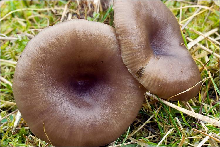 Pseudoclitocybe expallens image