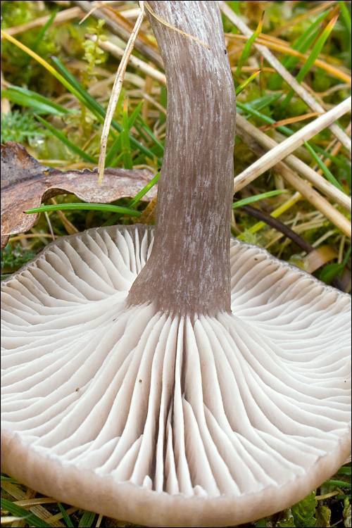 Pseudoclitocybe expallens image