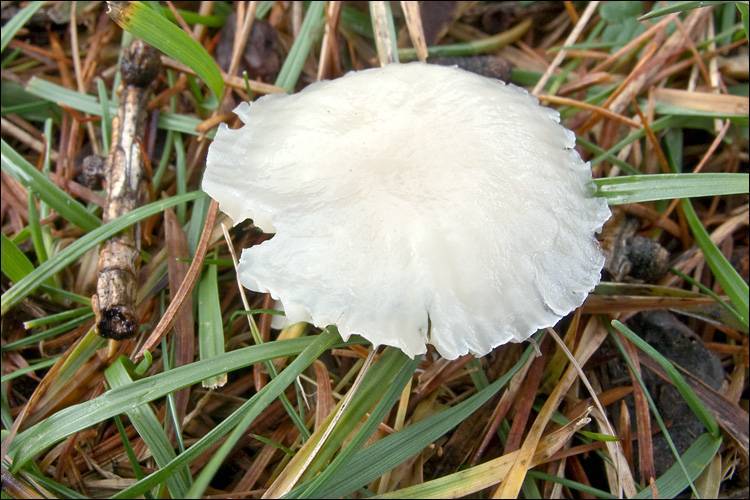 Marasmius wynneae image