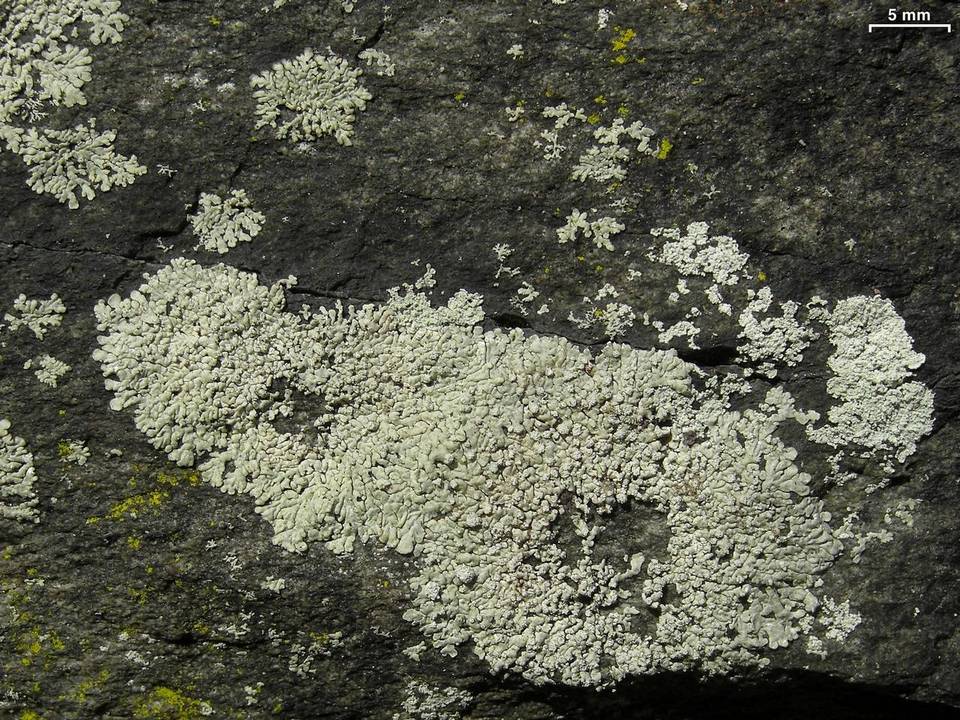 Dirinaria frostii image