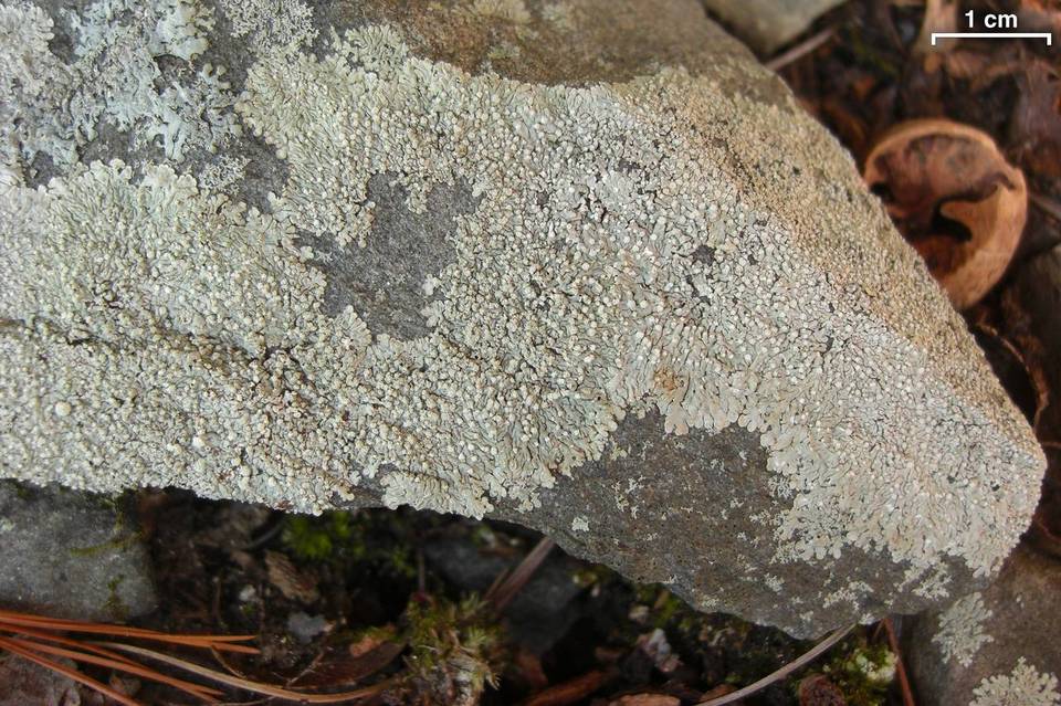 Dirinaria frostii image