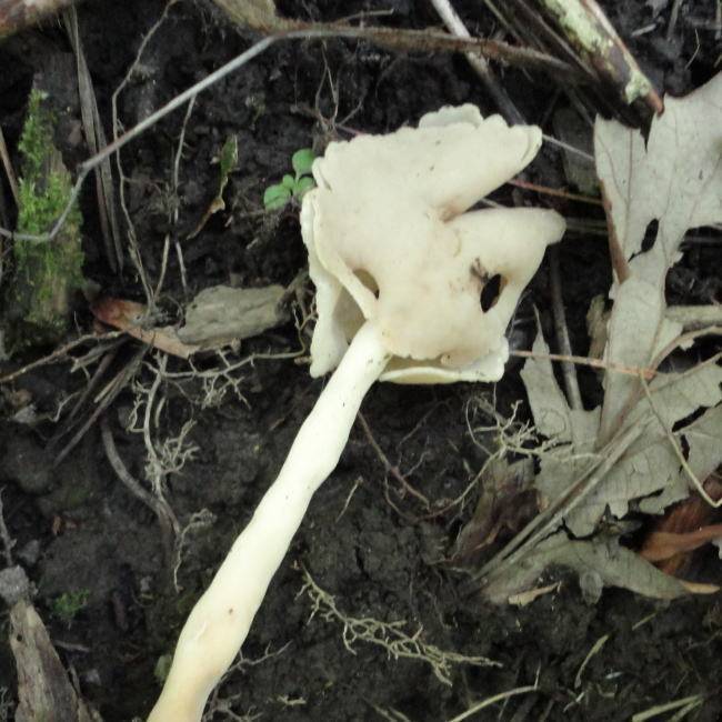 Helvella latispora image