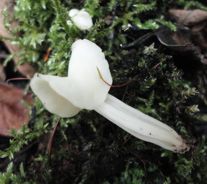 Helvella lactea image