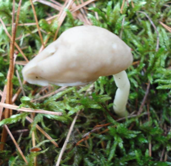 Helvella lactea image