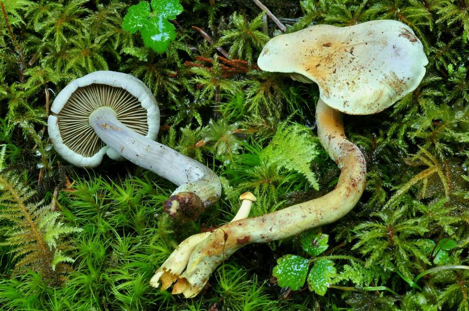 Gymnopilus punctifolius image