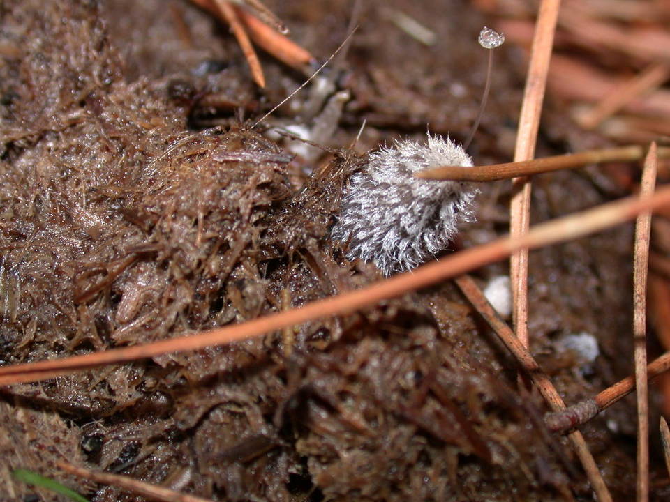 Coprinopsis radiata image