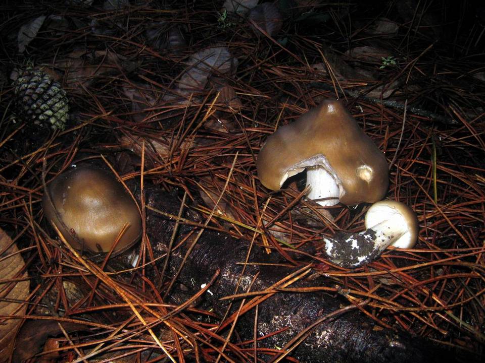 Entoloma aprile image