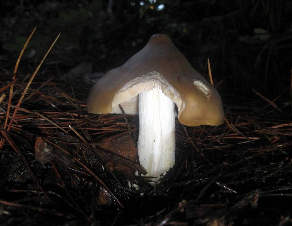 Entoloma aprile image