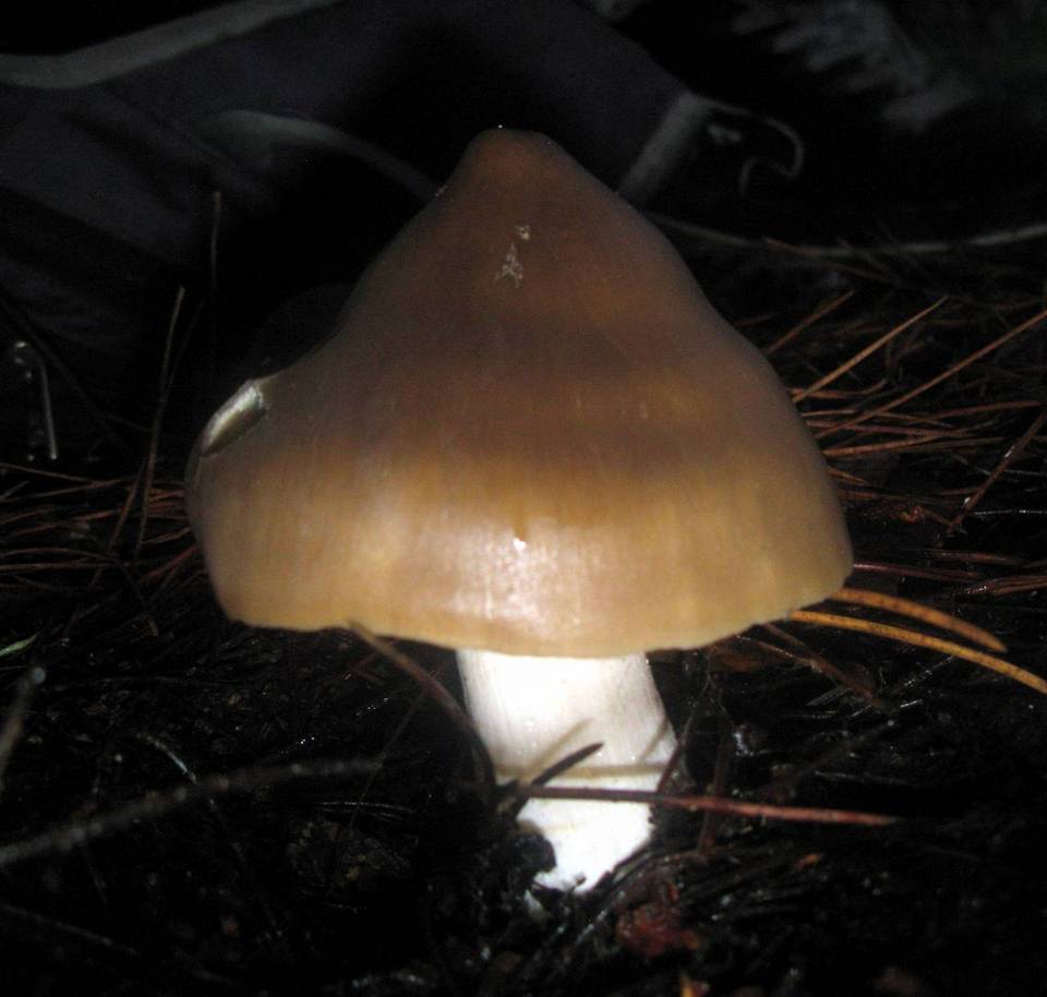 Entoloma aprile image