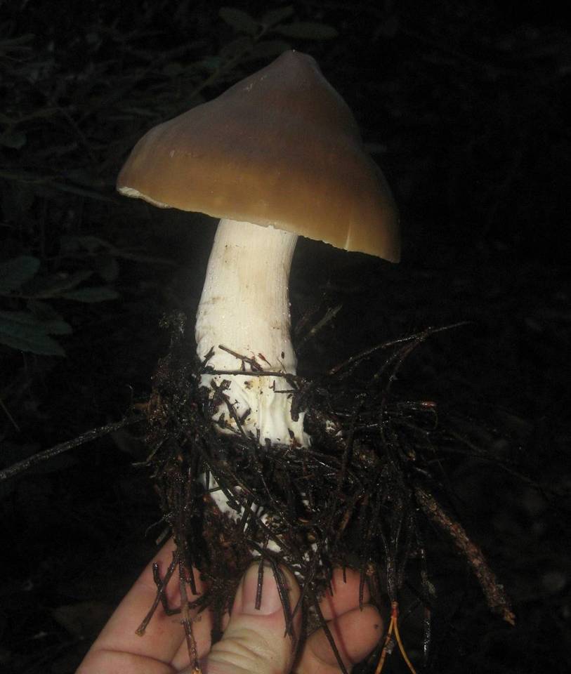 Entoloma aprile image