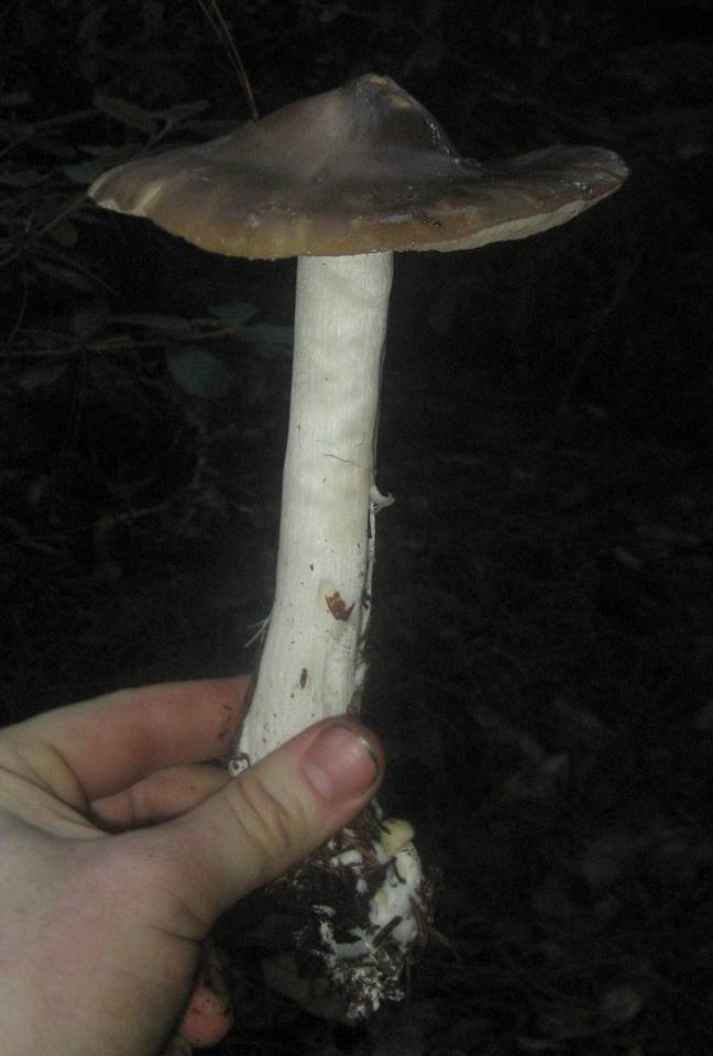 Entoloma aprile image