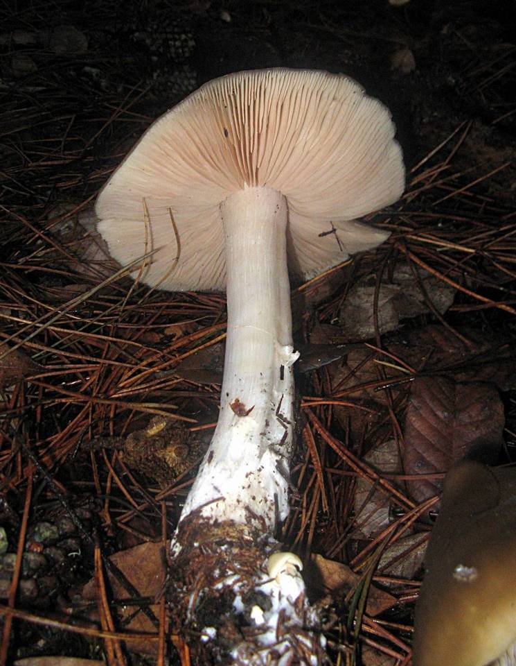 Entoloma aprile image