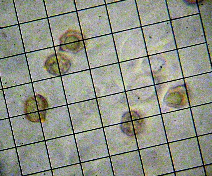 Entoloma aprile image