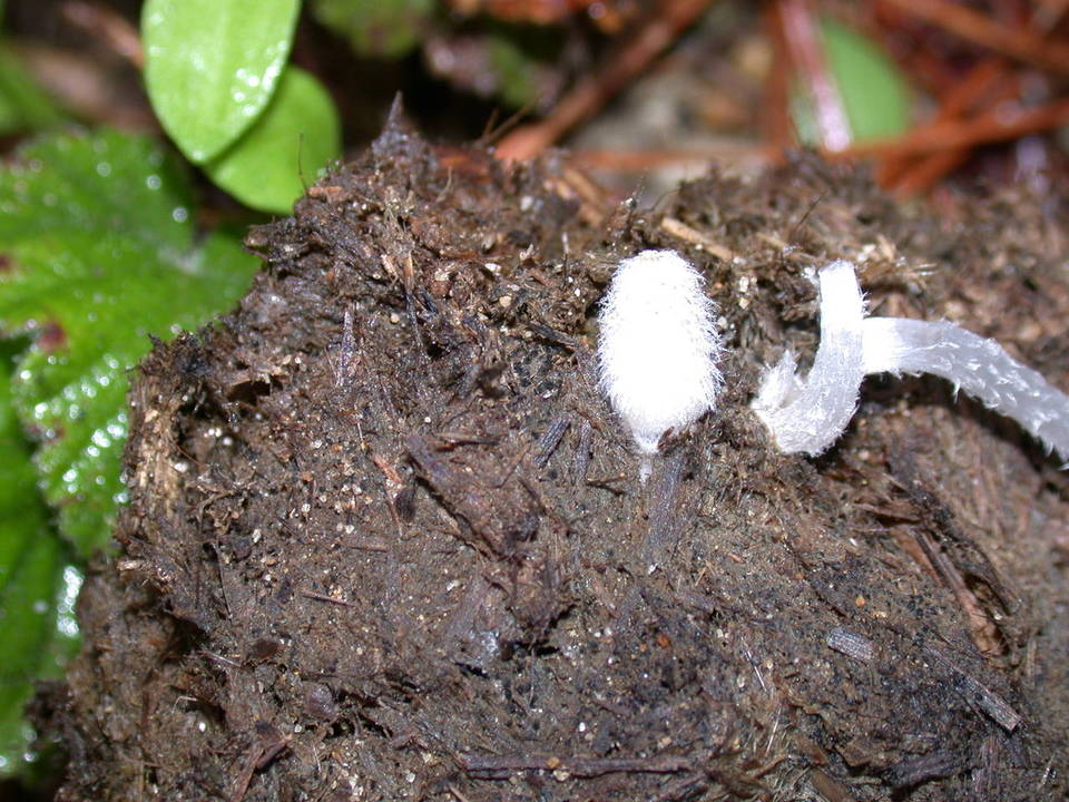 Coprinopsis radiata image