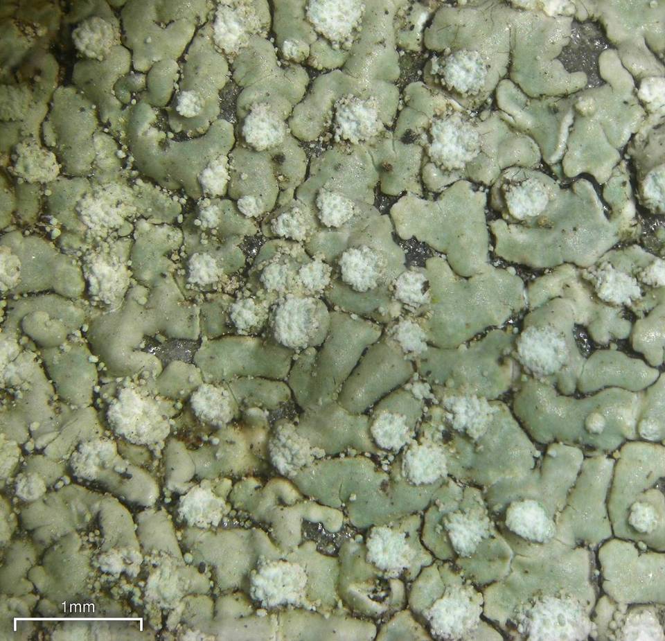 Dirinaria frostii image