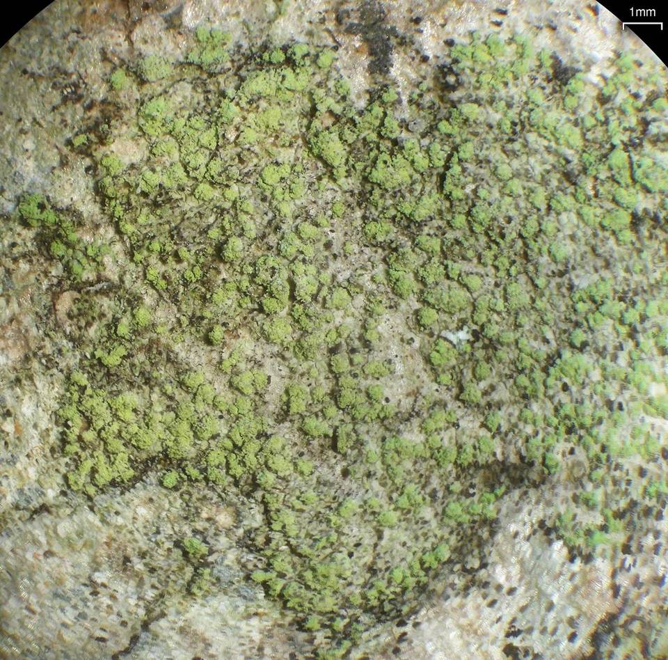 Biatora printzenii image