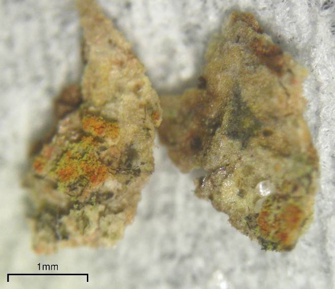Biatora printzenii image