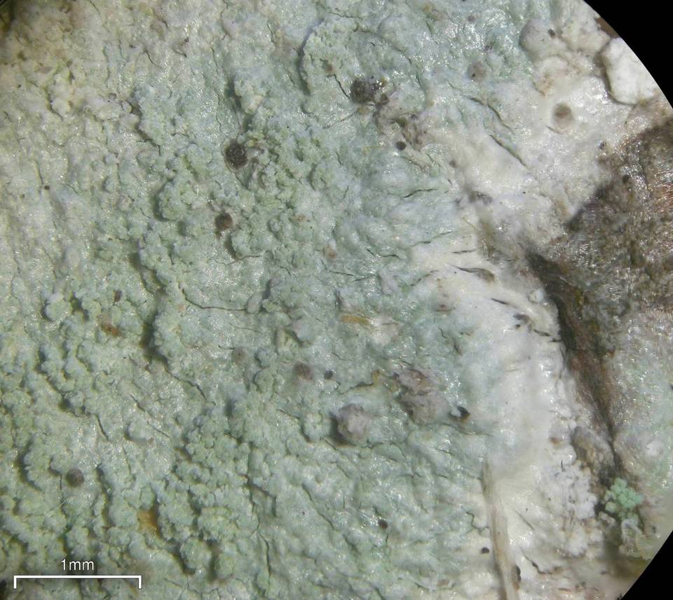 Loxospora pustulata image
