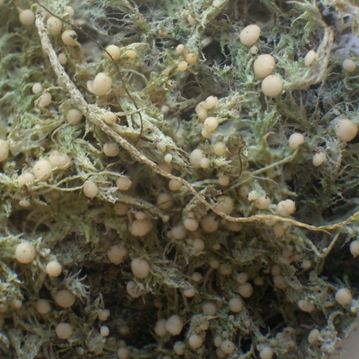 Biatora carneoalbida image