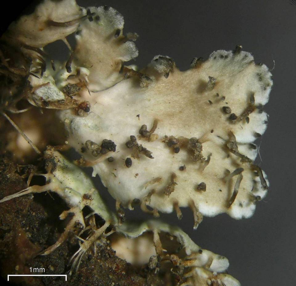 Heterodermia granulifera image