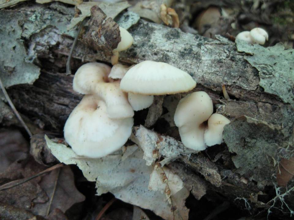 Lentinellus subaustralis image