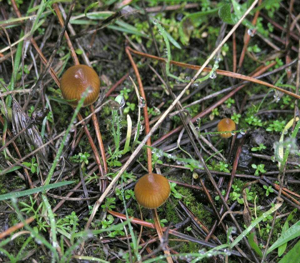 Galerina badipes image