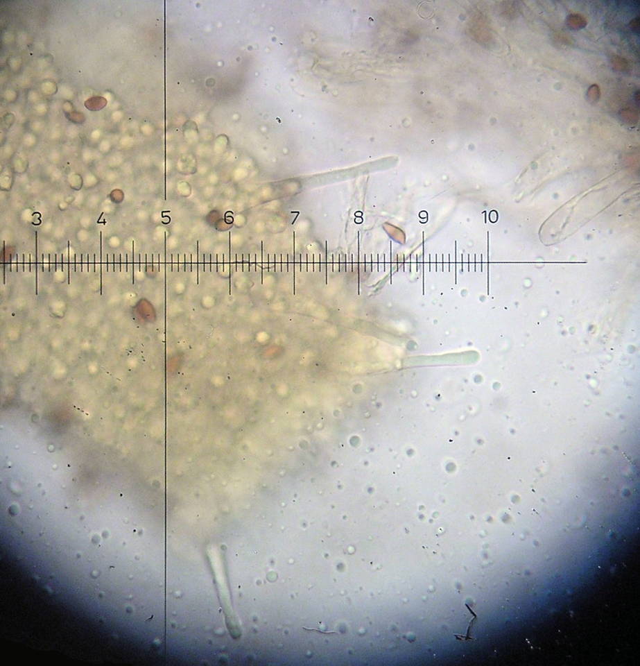 Galerina badipes image