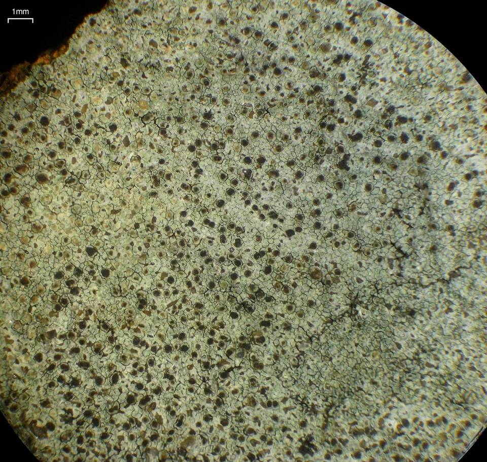 Lecidella enteroleucella image